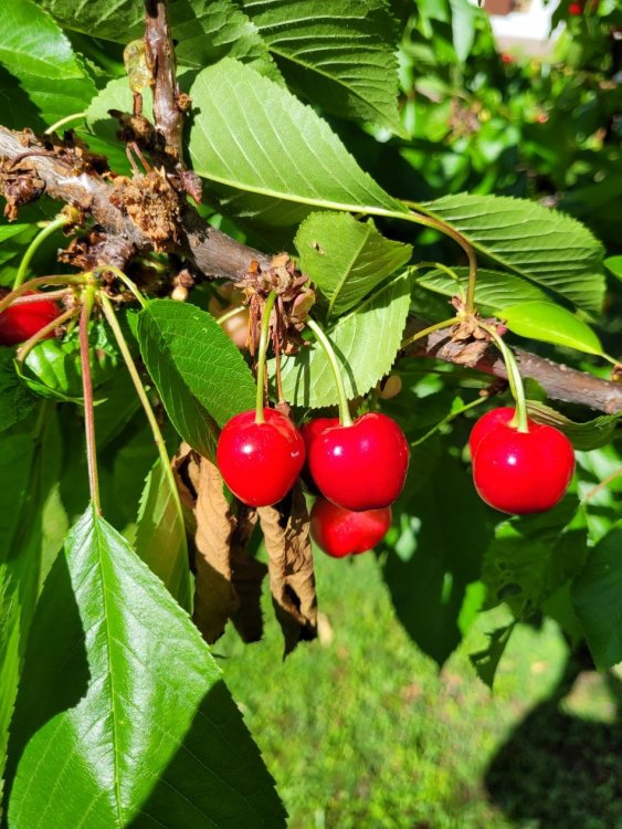 Cerises 1.jpg