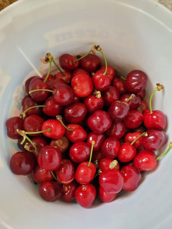 Cerises 2.jpg