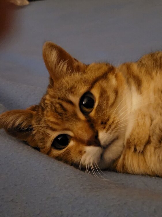 Chatte.jpg