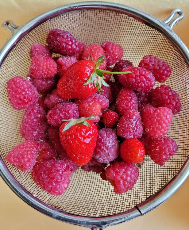 Fruits jardin.jpg