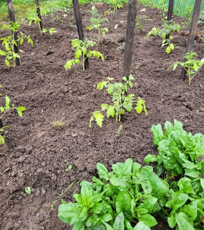 Tomates et épinards.jpg