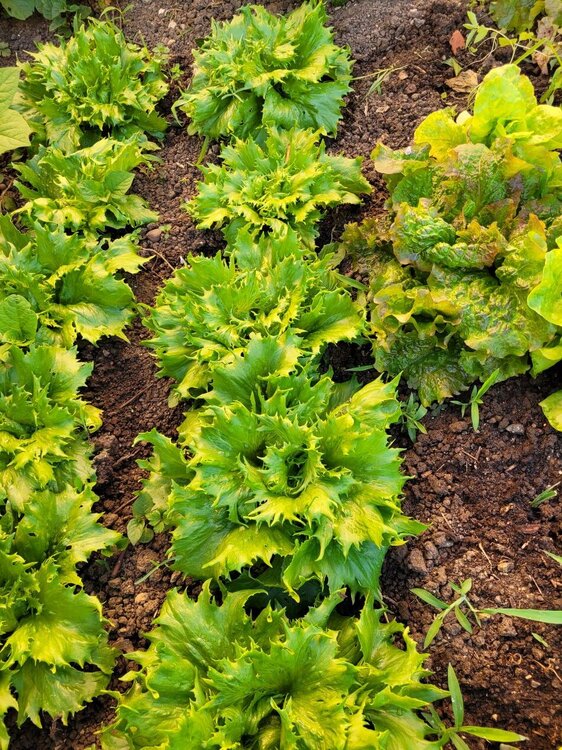Salades.jpg