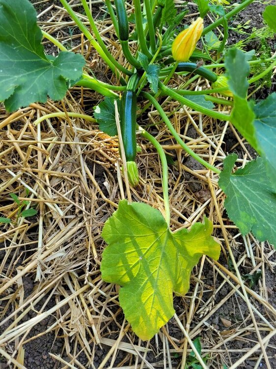 courgettes.jpg