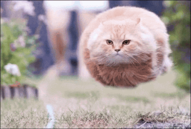spinning-cat.gif.805cd30a43d234a016b7fa18e13f045a.gif