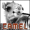 .Camel*